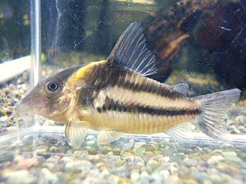 * бесплатная доставка * Corydoras bi фасция -taspala модель ②