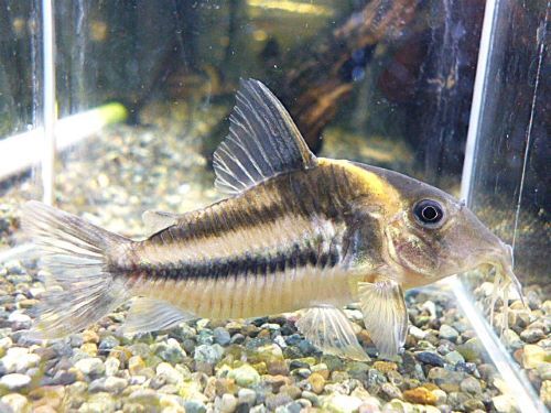 * бесплатная доставка * Corydoras bi фасция -taspala модель ②