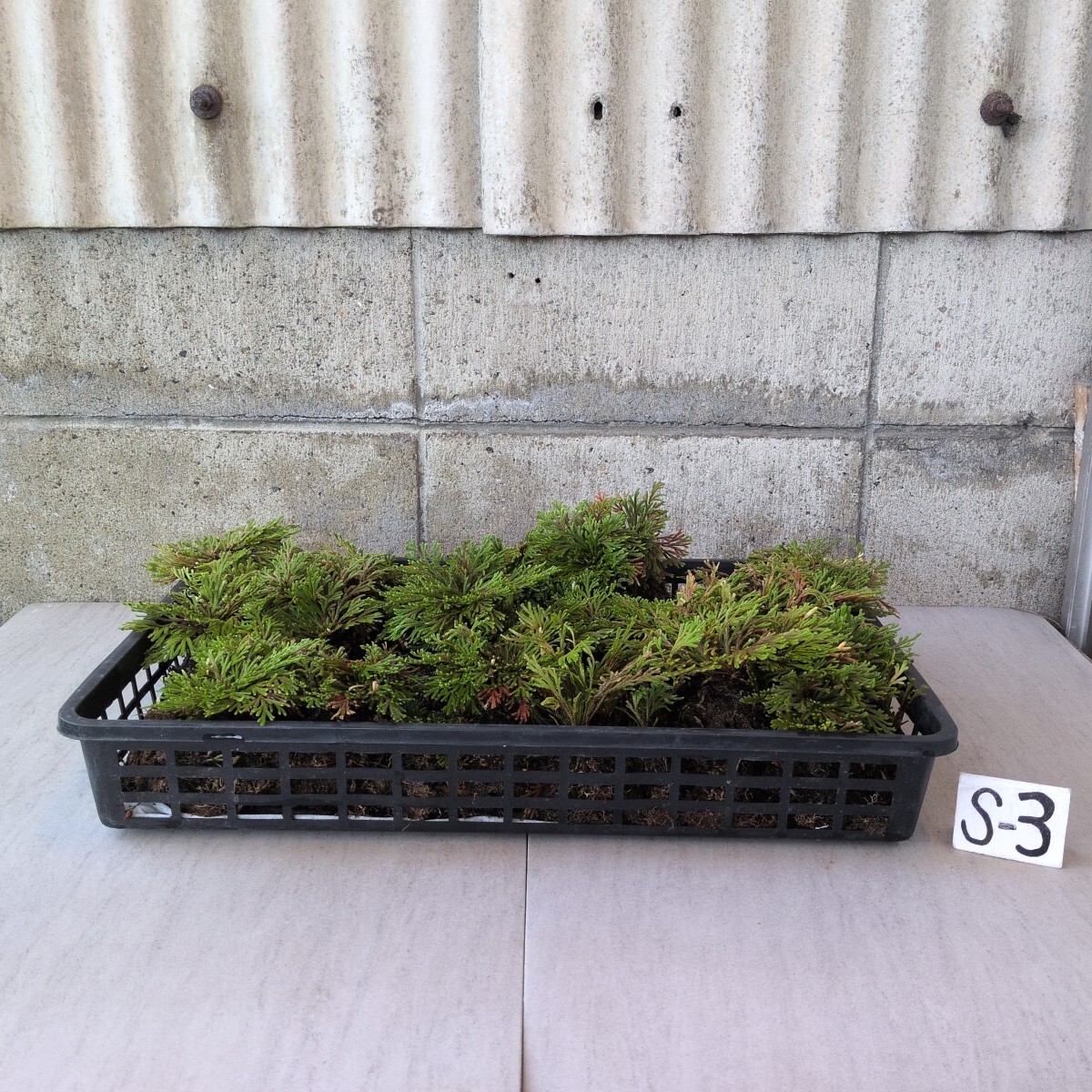 イワヒバ　土付地堀株　(小)　浅トレー入　S-③　　　　巻柏 イワマツ シダ 山野草 古典植物
