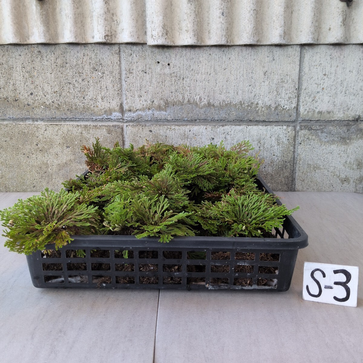 イワヒバ　土付地堀株　(小)　浅トレー入　S-③　　　　巻柏 イワマツ シダ 山野草 古典植物