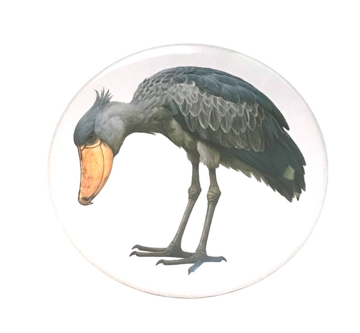 ハシビロコウ　鏡　ミラー　グッズ　お辞儀　鳥類　珍獣　動かない鳥　挨拶　mirror　Shoebill_画像2