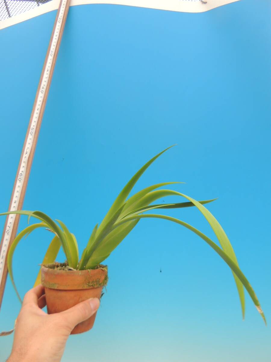 T?洋蘭　　Oberonia sp. 　３寸　比較的大型　 洋ラン