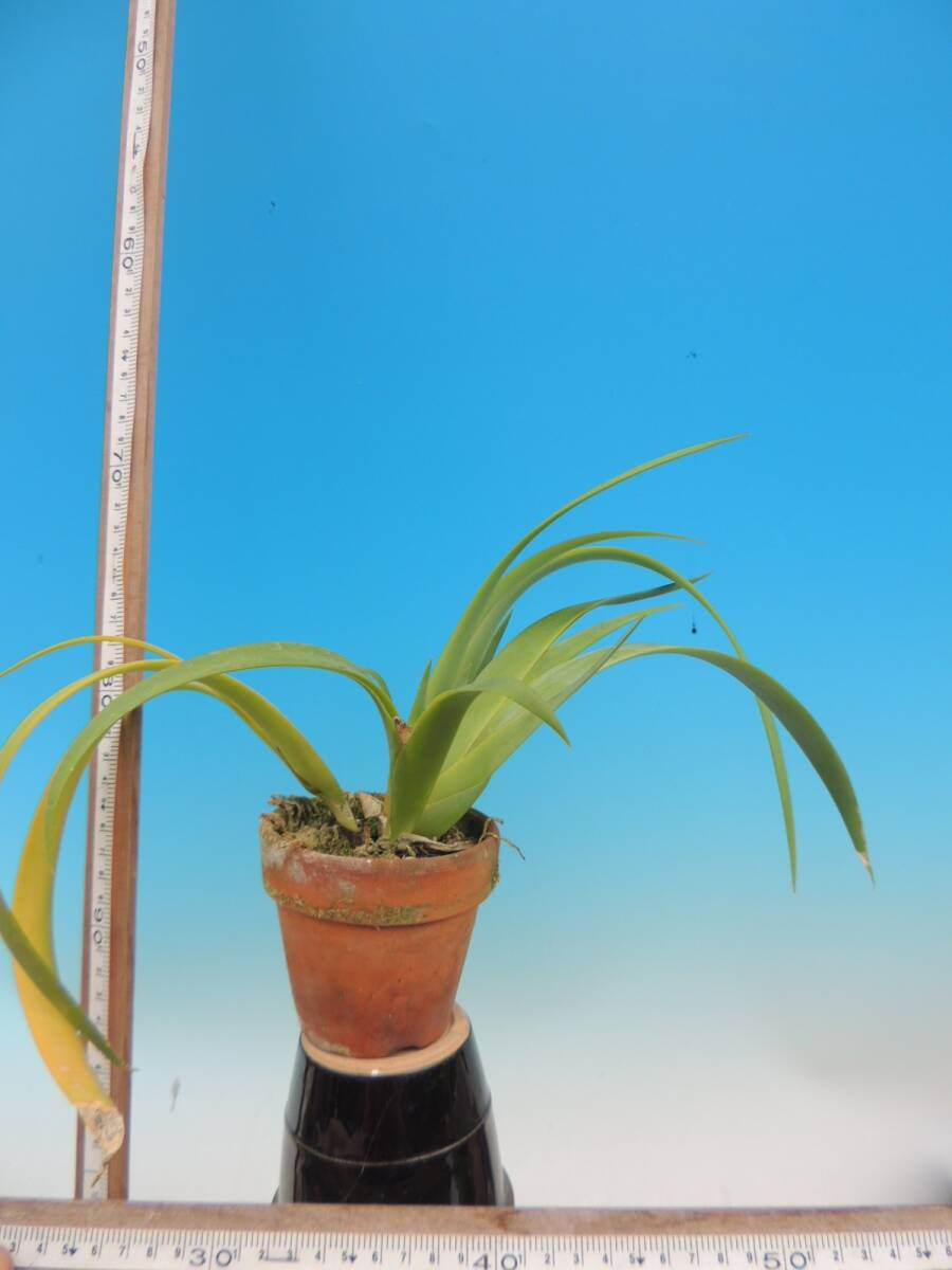 T?洋蘭　　Oberonia sp. 　３寸　比較的大型　 洋ラン