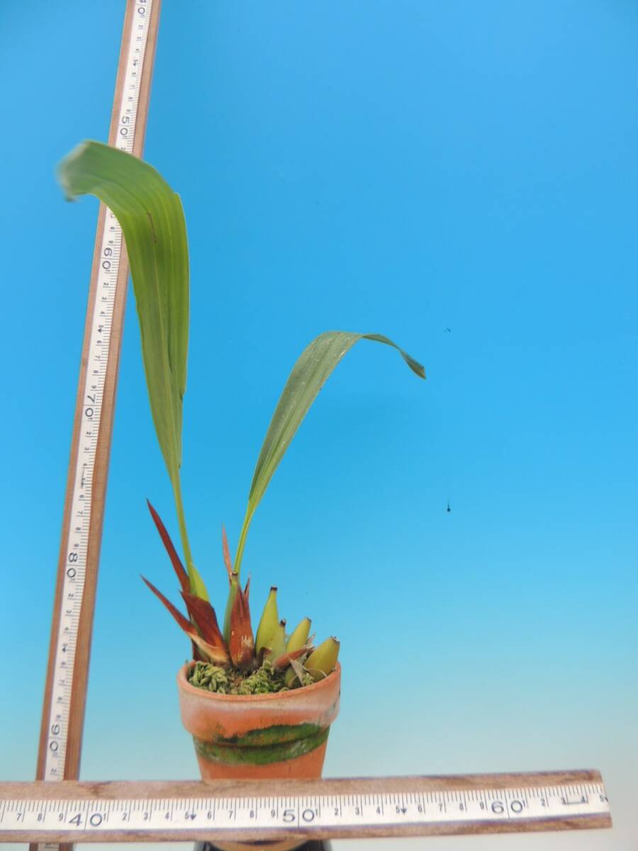 T?洋蘭　Coelogyne kopfii 洋ラン