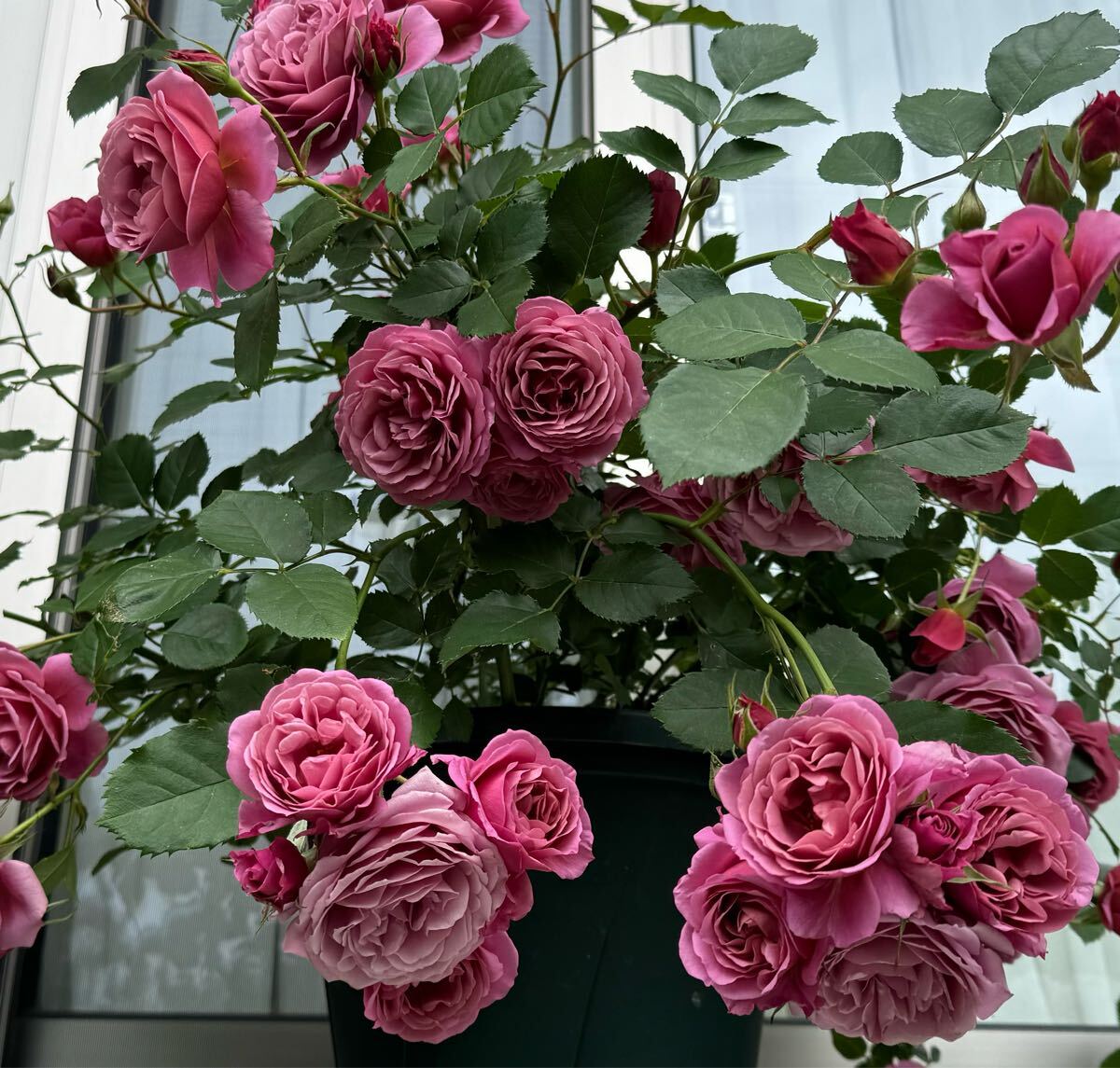 バラ 小苗 開花中 返り咲き