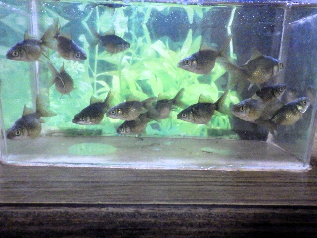 浜錦の黒仔 3～4ｃｍ 5匹セット(浜松 二橋養魚場産)25・03・05・1_画像1