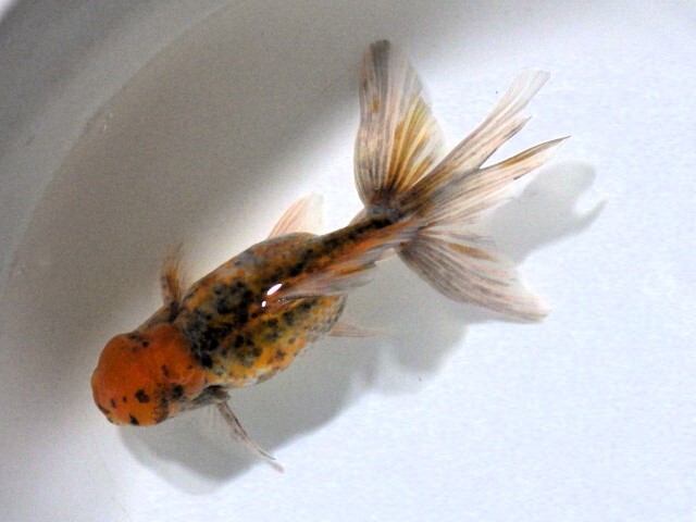 五色浜錦(浜松 二橋養魚場産) ・23・805・オス 12.5cm_画像4