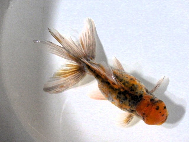 五色浜錦(浜松 二橋養魚場産) ・23・805・オス 12.5cm_画像5