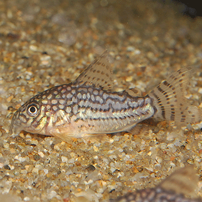 * быстрое решение * Corydoras стерео rubai3 шт комплект тропическая рыба уборка магазин san 