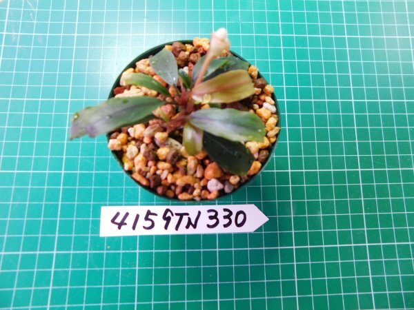 ◎4159TN330　 (自家栽培）水草　ブセファランドラ　Bucephalandra sp. Splendor①