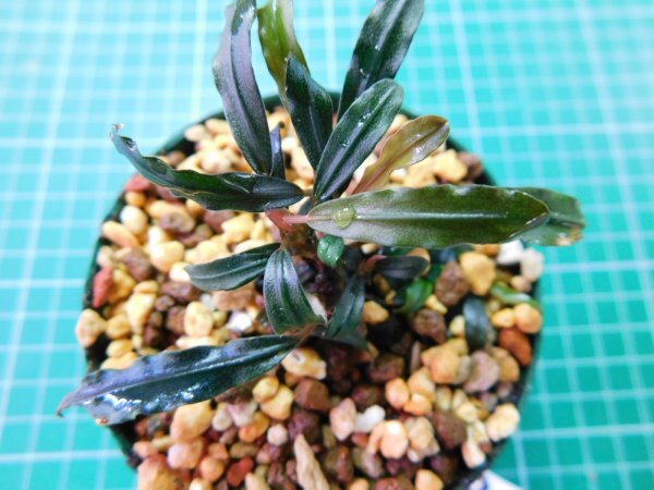 ◎4144TN308　 (自家栽培）水草　ブセファランドラ　Bucephalandra sp. Mini Kayulapis