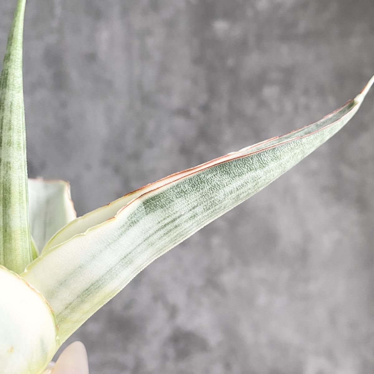 ユ*ヤ様 S4551★オークション販売★ サンスベリア スノーホワイト 超希少極 ユ*ヤ様 S4551☆オークション販売☆ サンスベリア スノー