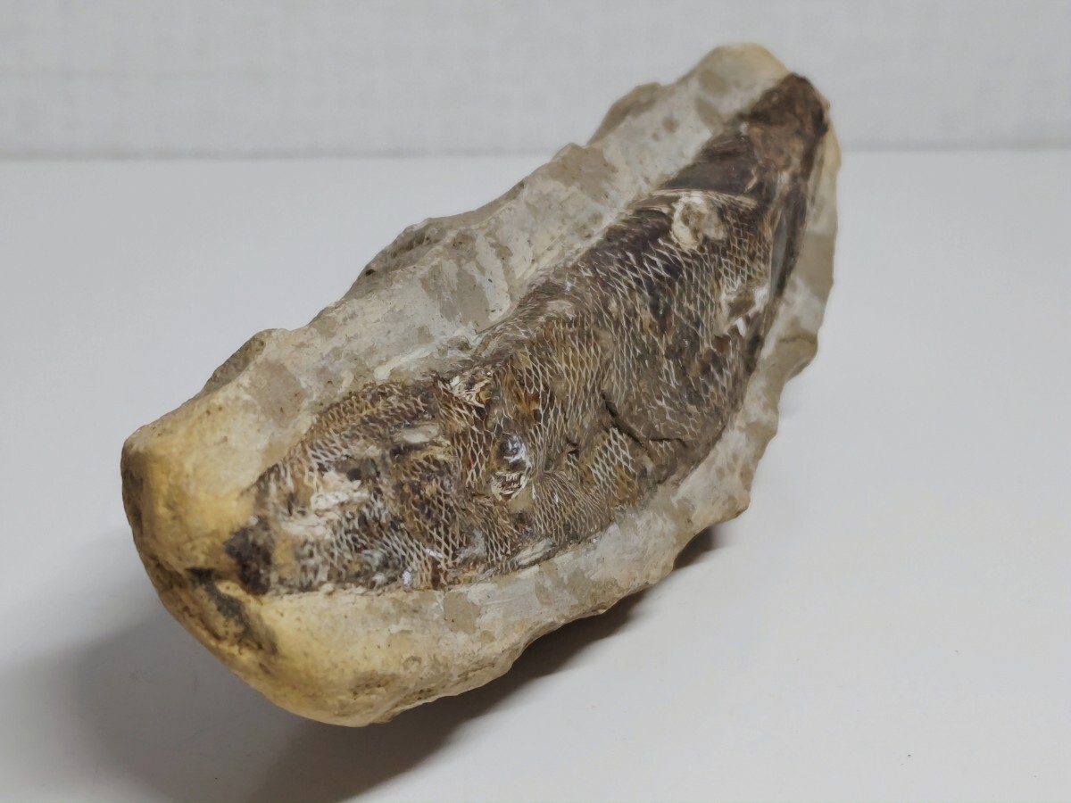 化石 334g ラコレピス 古代魚 魚類 鑑賞石 原石 自然石 鉱石 鉱物 水石 化石】 334g ラコレピス 古代魚 原石 鑑賞石 自然石 天然石 鉱石
