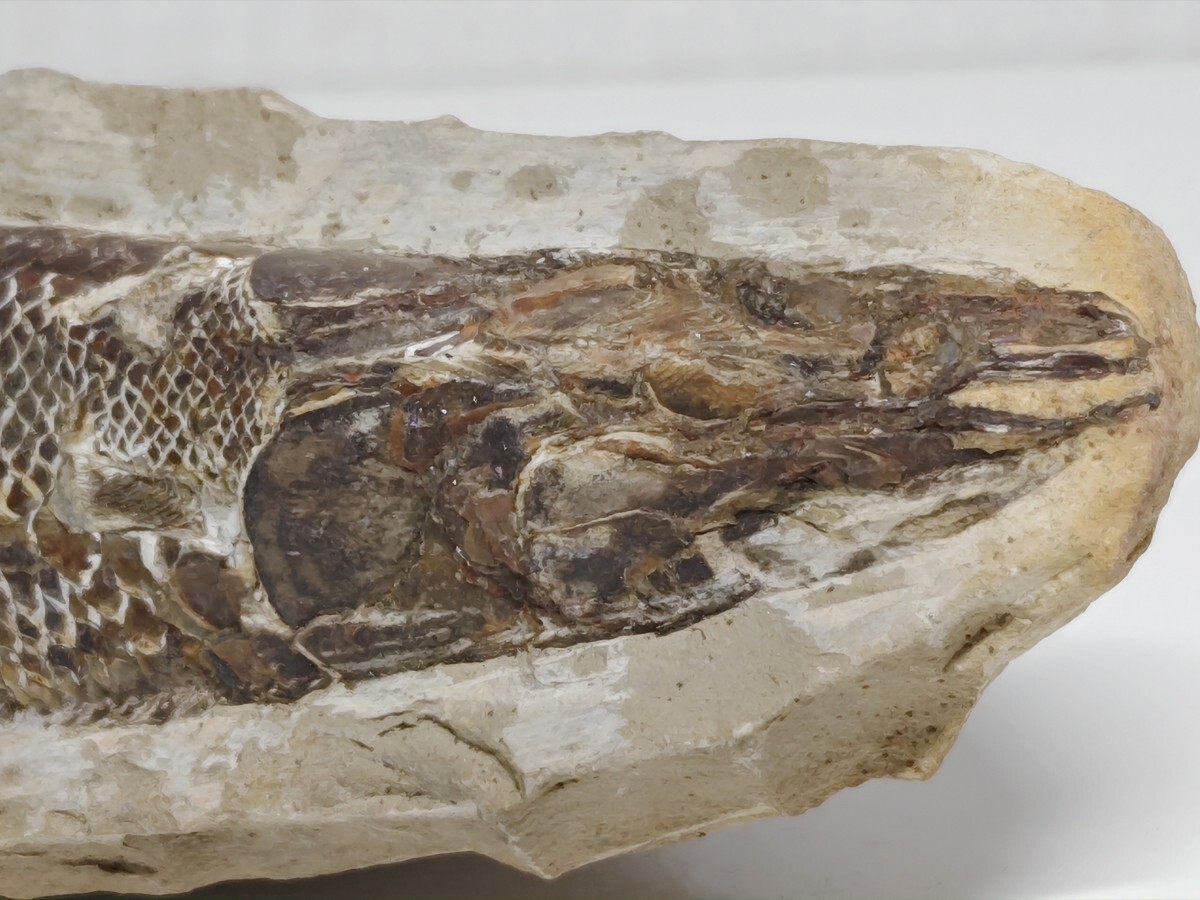 化石 334g ラコレピス 古代魚 魚類 鑑賞石 原石 自然石 鉱石 鉱物 水石 化石】 334g ラコレピス 古代魚 原石 鑑賞石 自然石 天然石 鉱石