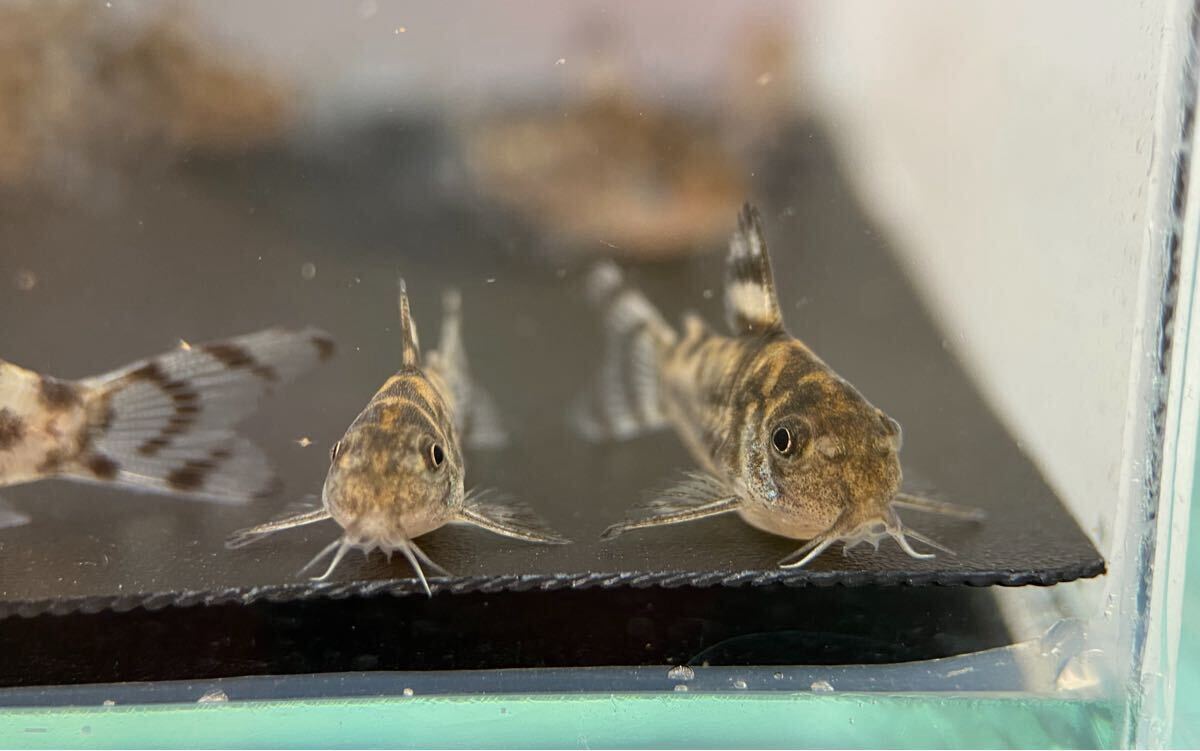  Corydoras zeb Lee na3 шт bleed CW111 примерно 2.5cm~ F1