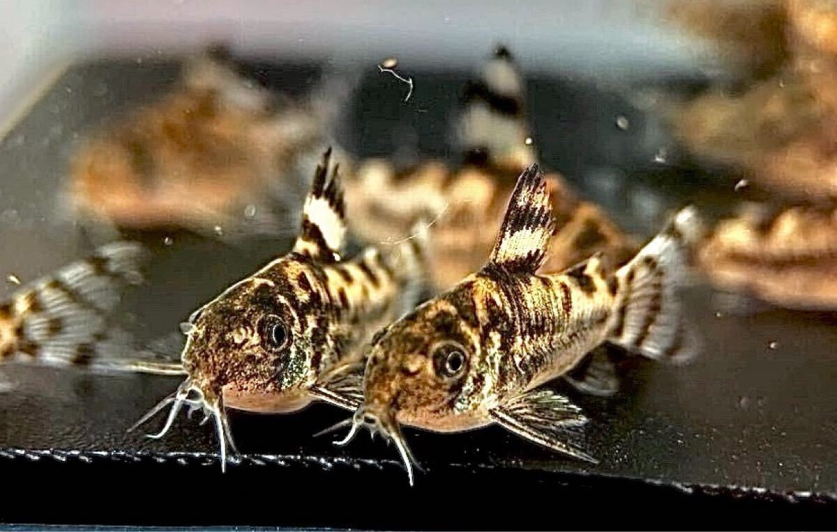  Corydoras zeb Lee na3 шт bleed CW111 примерно 2.5cm~ F1