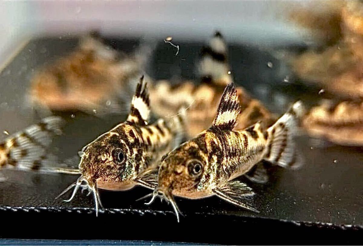  Corydoras zeb Lee na3 шт bleed CW111 примерно 2.5cm~ F1
