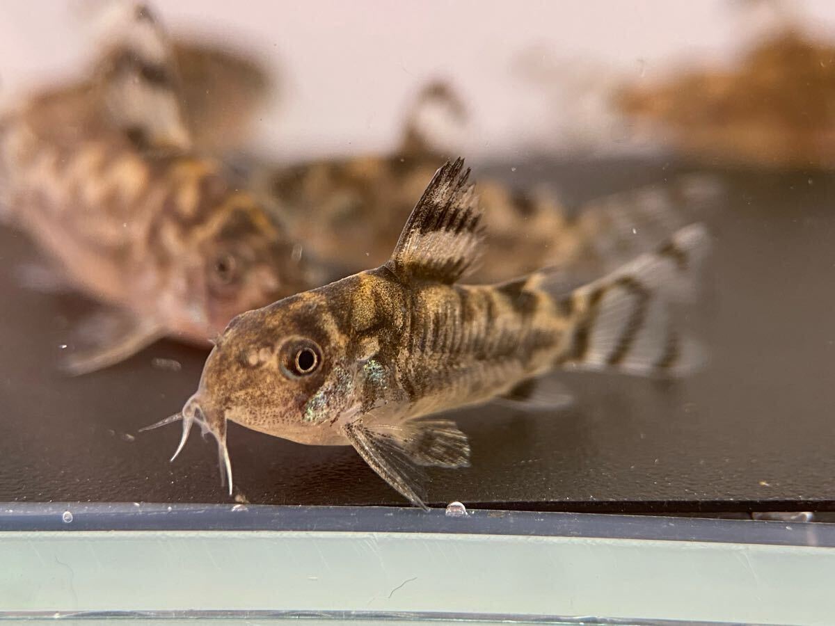  Corydoras zeb Lee na3 шт bleed CW111 примерно 2.5cm~ F1