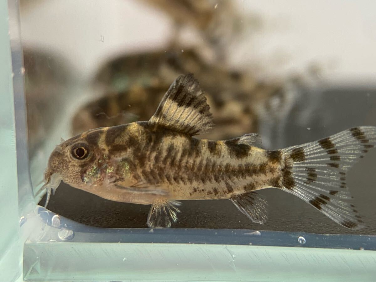  Corydoras zeb Lee na3 шт bleed CW111 примерно 2.5cm~ F1