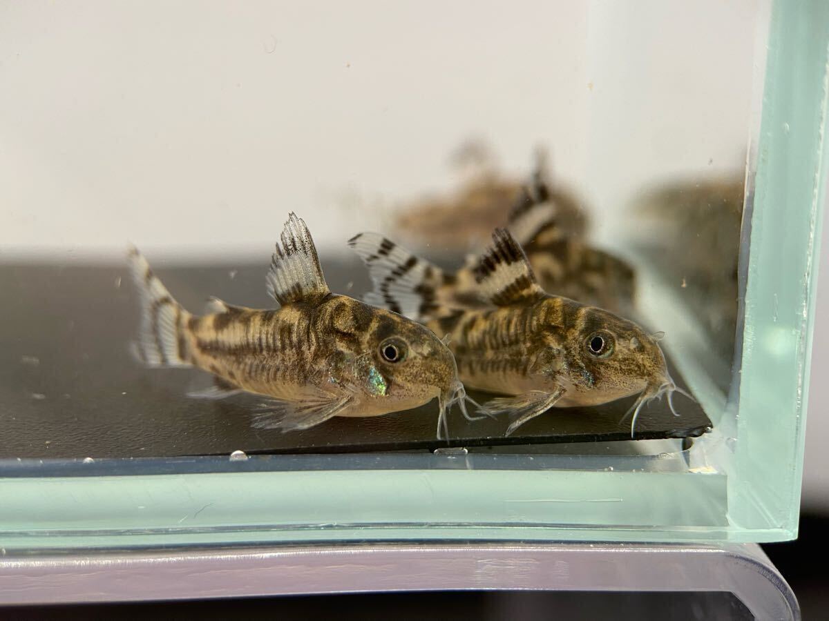  Corydoras zeb Lee na3 шт bleed CW111 примерно 2.5cm~ F1