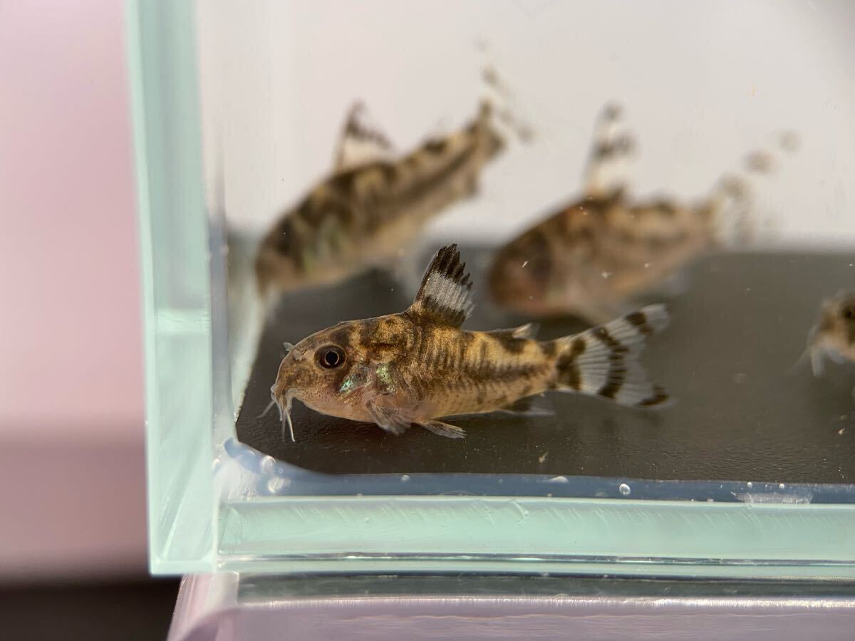  Corydoras zeb Lee na3 шт bleed CW111 примерно 2.5cm~ F1