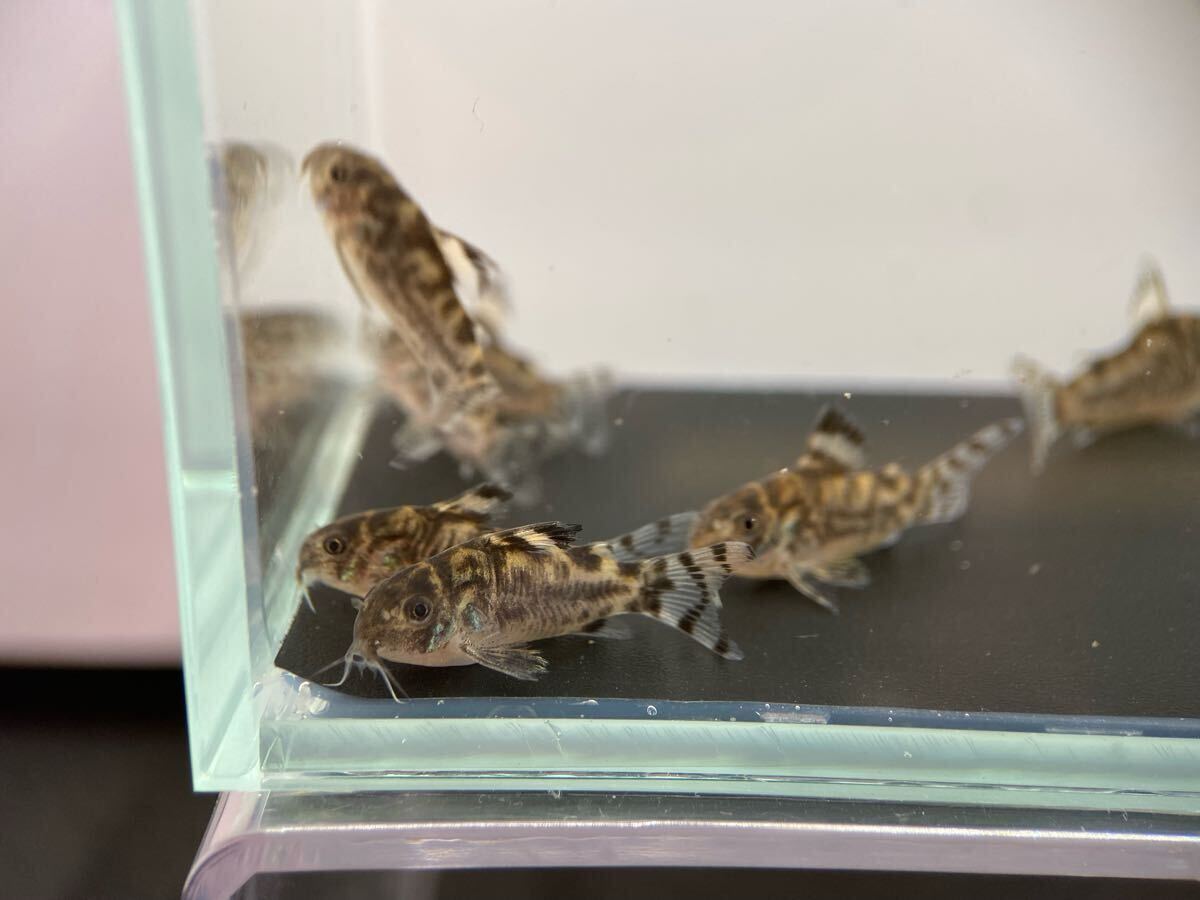  Corydoras zeb Lee na3 шт bleed CW111 примерно 2.5cm~ F1