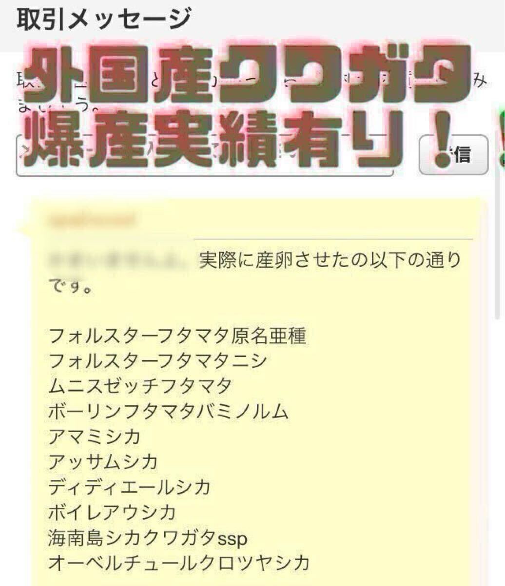 6 柔らか　ナラ　24本 太さ約6?10cm長(zhǎng)さ約14 cm 椎茸原木　産卵木 千葉県より　