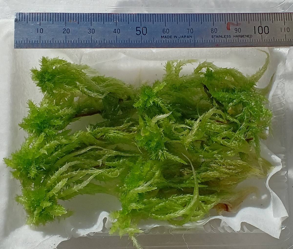 生ミズゴケ 栽培品 15枝 生水苔