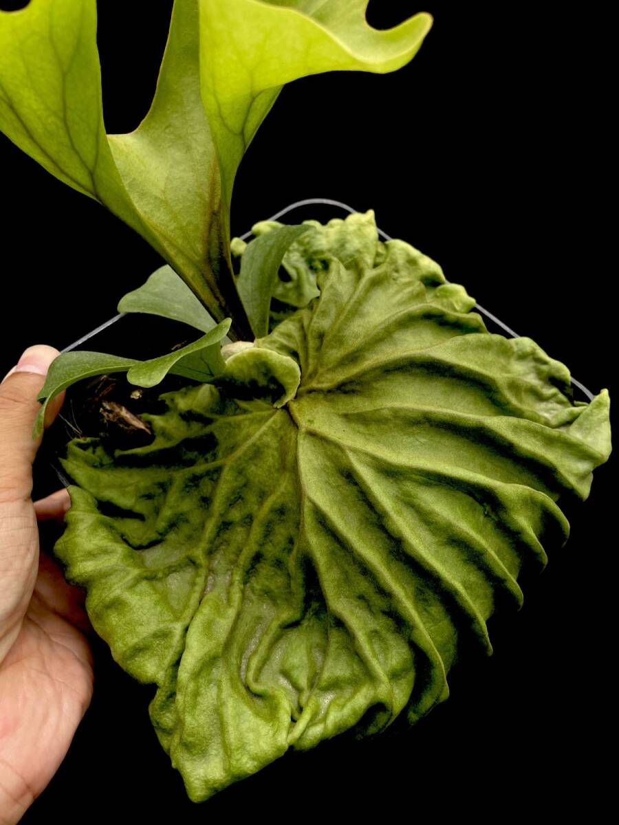 ビカクシダ　ridleyi（wide fronds&rugose shield Platycerium ridleyi Saman × (wide fronds & rugose shield