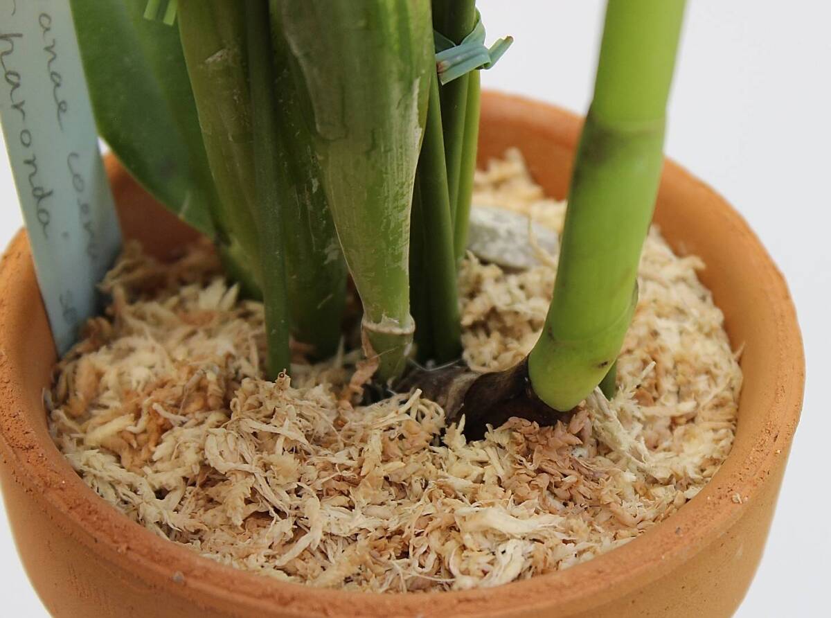 ◆◇ 洋蘭 原種 カトレア trianae coerulea 'Charonda' SBM/JOGA (OG)