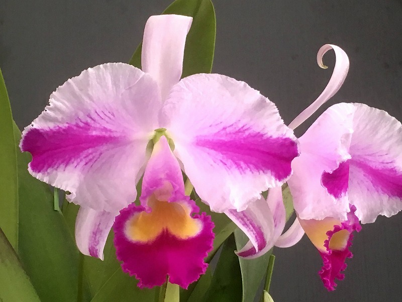 ◆◇ 洋蘭 原種 カトレア trianae flamea 'Herencia' SM/JOGA (OG) ５弁スプラッシュの稀少個(gè)體！