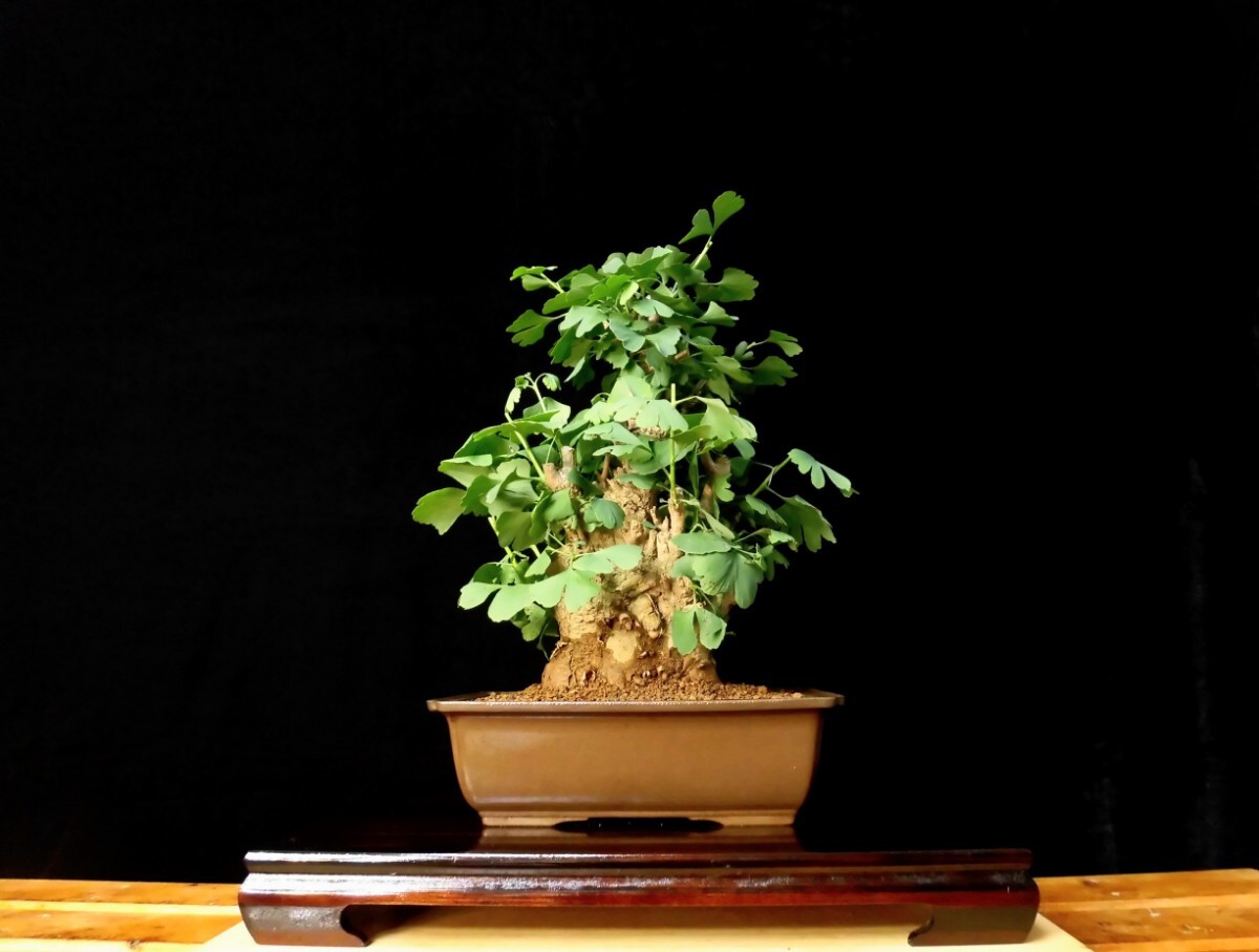 ☆盆栽生活☆ 乳銀杏 イチョウ 古木 盆栽