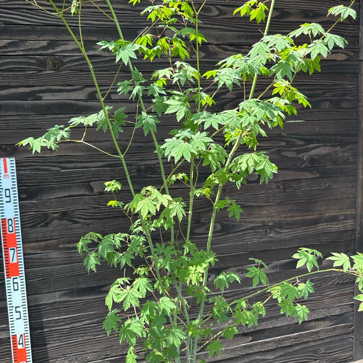 コハウチワカエデ/山採り天然木【現品発送】管理70448 コハウチワカエデ/山採り天然木【現品発送】管理70448