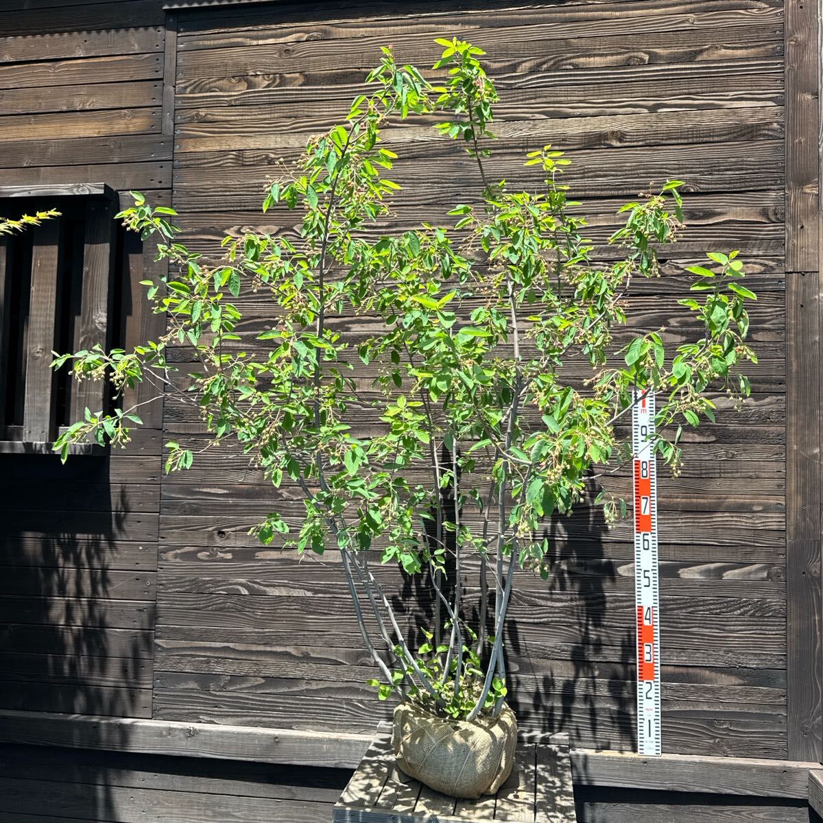 コハウチワカエデ/山採り天然木【現品発送】管理70564 涼。山