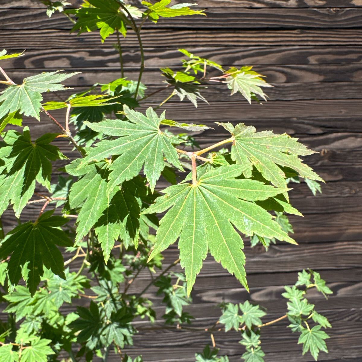 コハウチワカエデ/山採り天然木【現品発送】管理70448