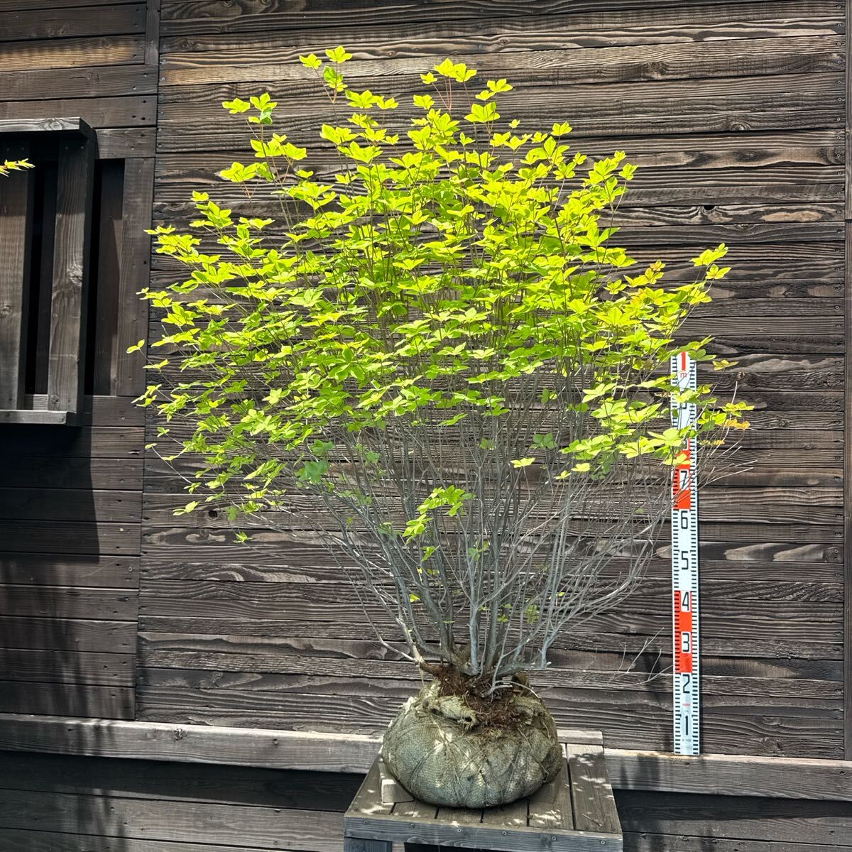 シロヤシオツツジ/特大株【現品発送】管理70495 シロヤシオツツジ/特大株【現品発送】管理70495