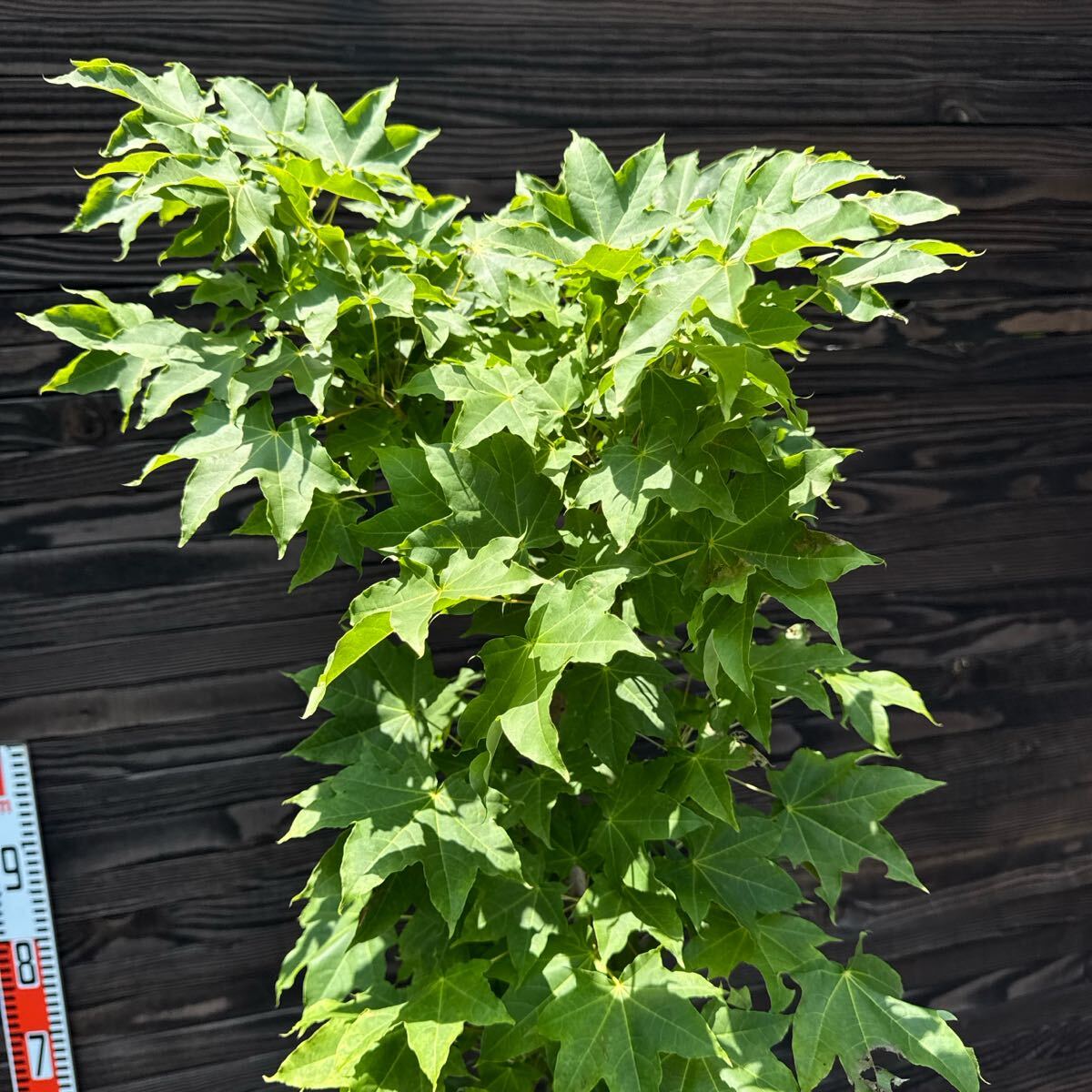 イタヤカエデ【現品発送】管理70570 イタヤカエデ【現品発送】管理70570 植木・庭木