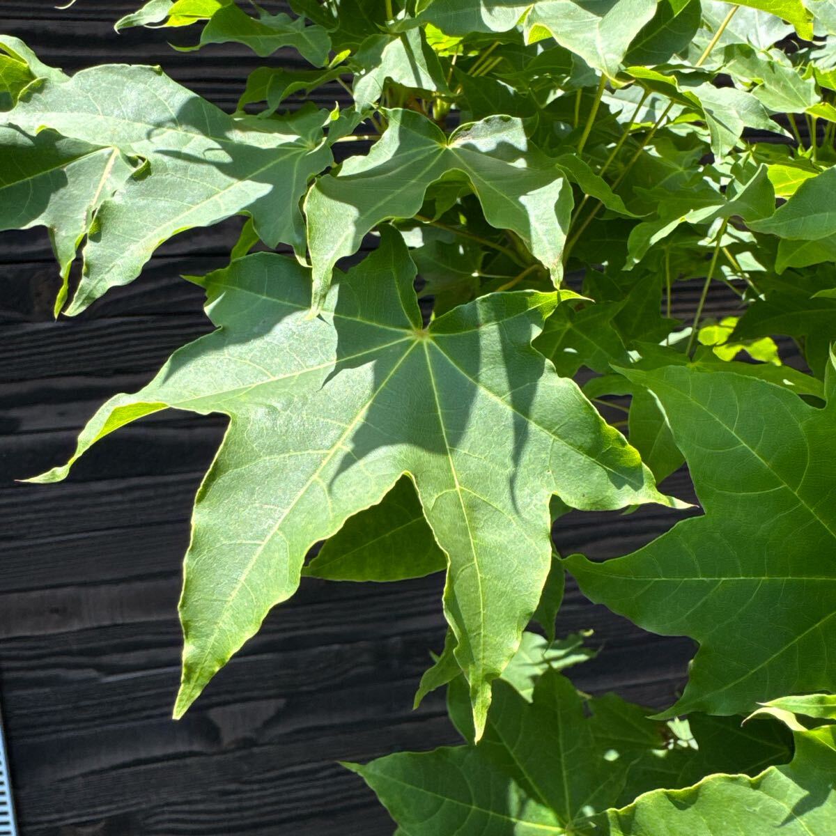 イタヤカエデ【現品発送】管理70570 イタヤカエデ【現品発送】管理70570 植木・庭木