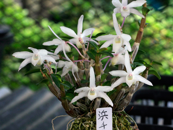 ★　セッコク高知産 達磨セッコク千鳥葉蕓「浜千鳥」大株立ち25本★　ラン　増殖品