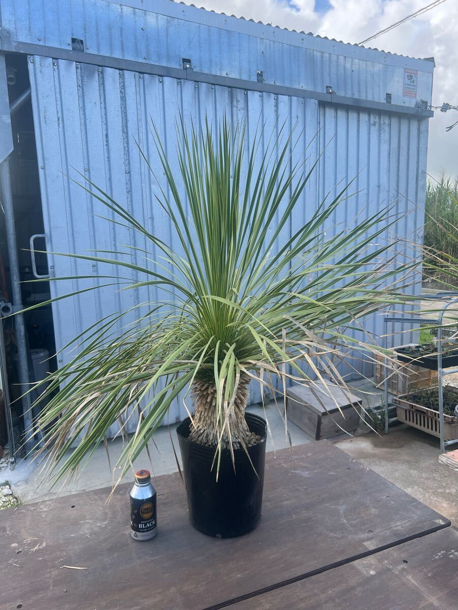 ユッカ?トンプソニアーナ (Yucca Thompsoniana)大株　