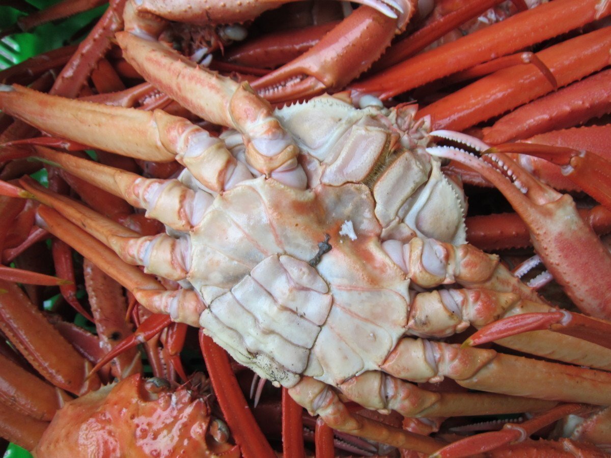 名人の 浜茹で蟹3尾で1.7kg位、境港直送!! .....「紅蟹500-600(3)」　　　　　