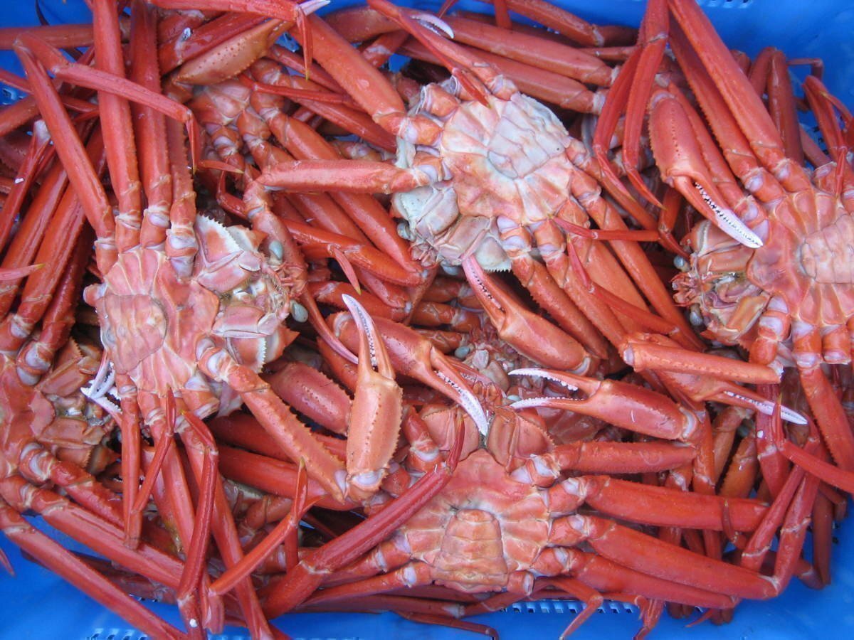 釜揚(yáng)げ直送!!【名人の浜茹で蟹5kg】大量、當(dāng)?shù)曜月巍⑸疥幘掣郛b...「紅蟹5kg」