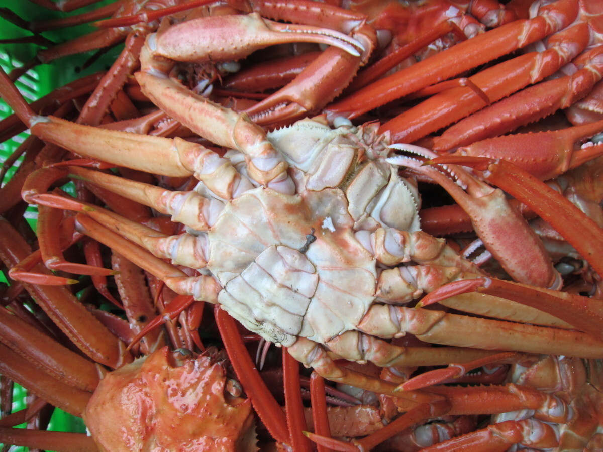 即納!! 特大「浜茹で蟹4尾で2.3kg　(550+580+580+590)」境港直送!!