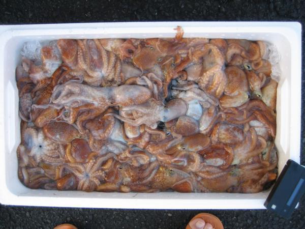 ..~.. прекрасный тест!![ маленький ..14.6kg] много поэтому для бизнеса,.. производство 