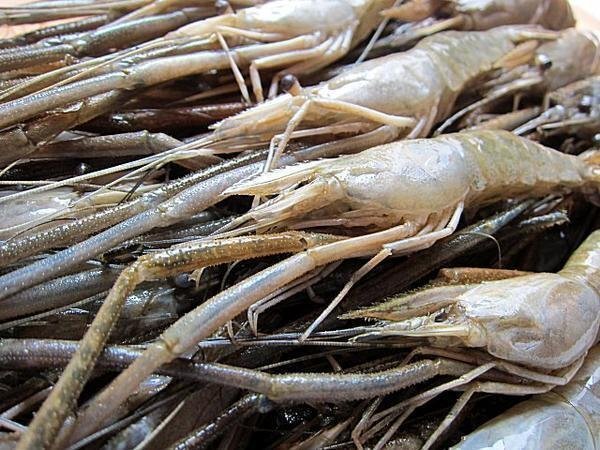 珍品珍味「手長(zhǎng)海老（川エビ）500g」　ASK福袋訳業(yè)務(wù)用