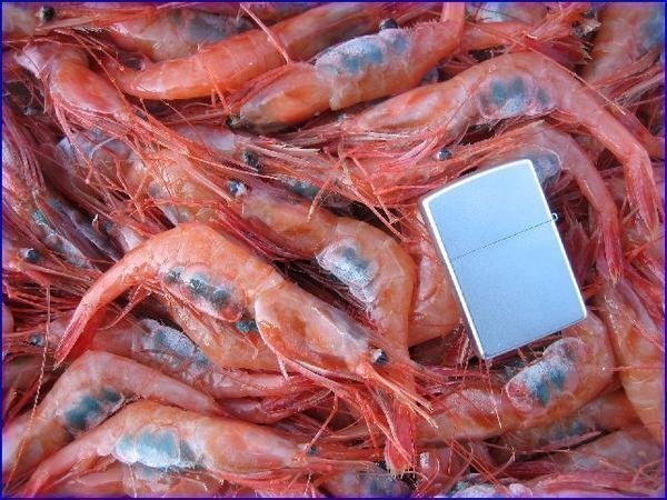 地物「活、赤海老（甘エビ）LA-1kg」70匹位入り　境港、自慢の逸品