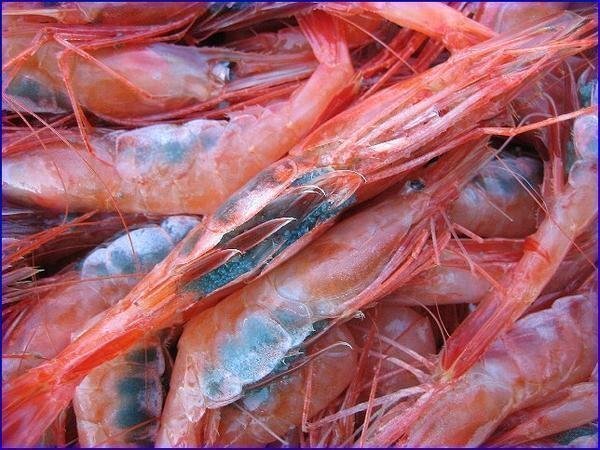 地物「活、赤海老（甘エビ）LA-1kg」70匹位入り　境港、自慢の逸品