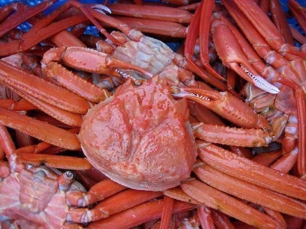 釜揚(yáng)げ直送!!【名人の浜茹で蟹5kg】大量、當(dāng)?shù)曜月?、山陰境港産...「紅蟹5kg」