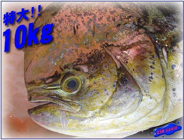 スティールダーツ ハード 伊藤ひろやすモデル VASQUEZ ダーツ