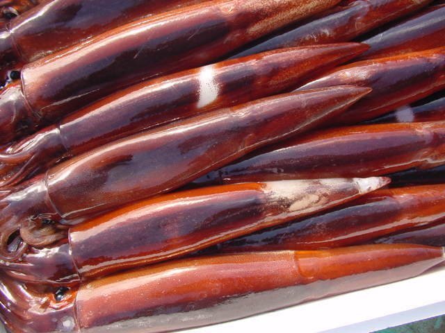 お刺身用「スルメ烏賊25尾位で4kg」活冷凍品-美しい釣り物